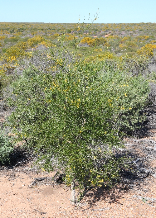 Western Australian Plants Solanaceae